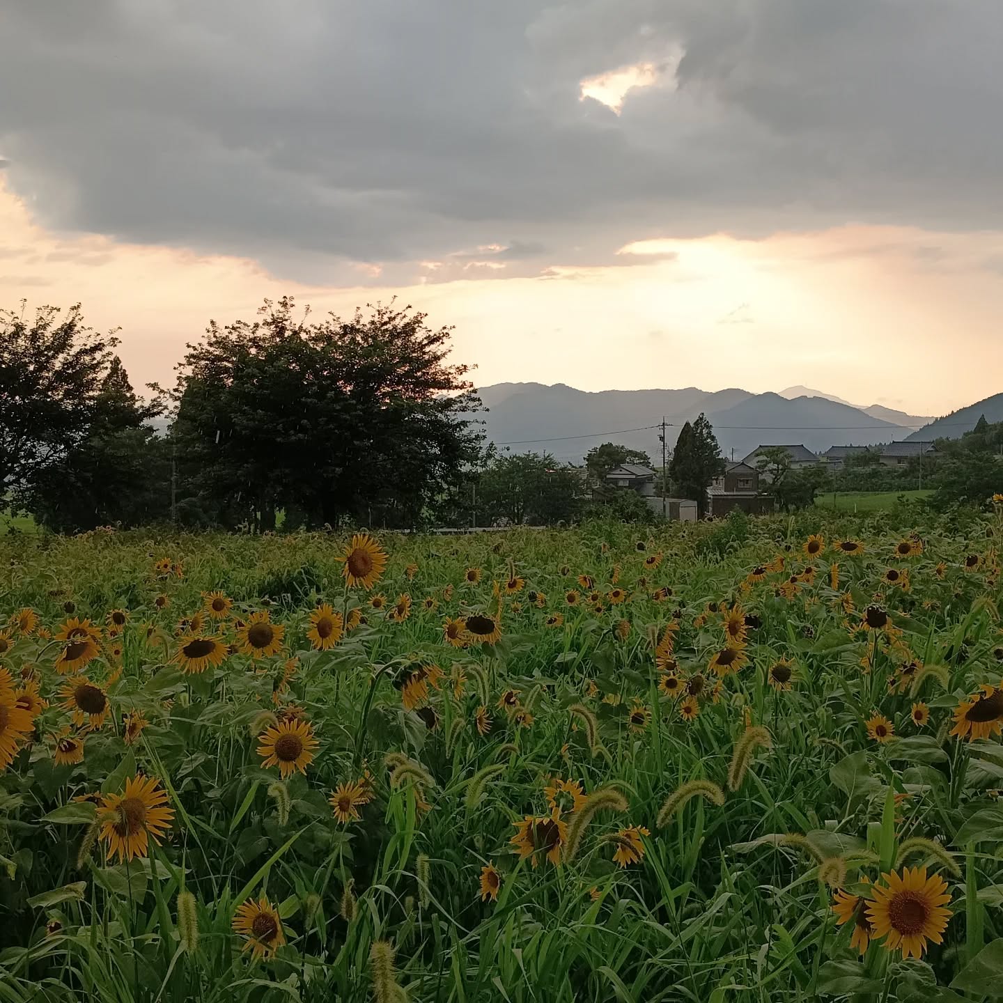 ひまわりは終盤。