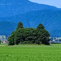 nekobayashiのアバター